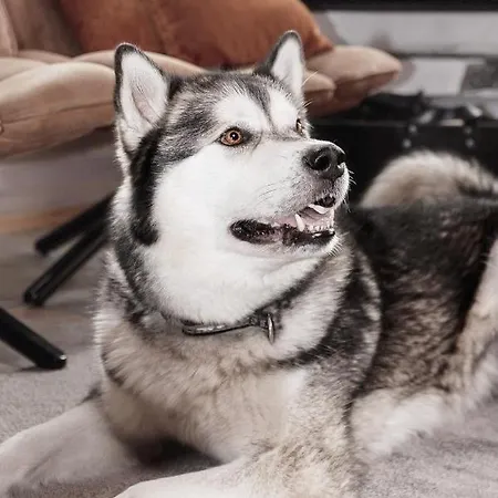 Economy Autto Loma-asunnot