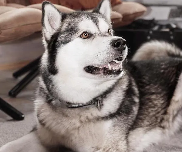 Economy Autto 度假居